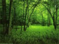 Conservación y Preservación de Bosques